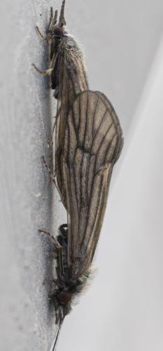 Ceraclea nigronervosa